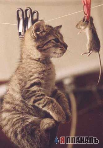 Кошки-мышки. КОШКИ vs МЫШЕЙ