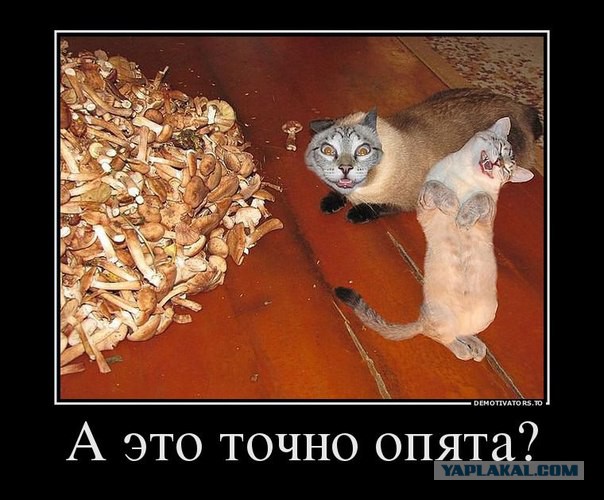 Удивительный мир грибов