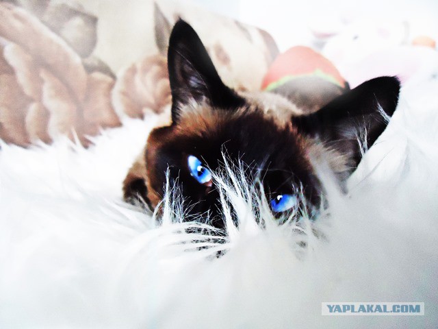 Пост невероятной кошачьей красоты. 25 фот.