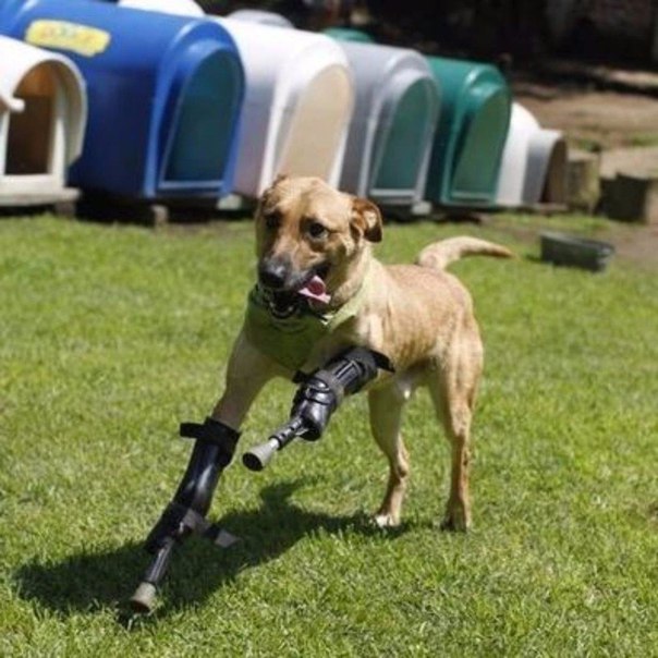 Веселые картинки