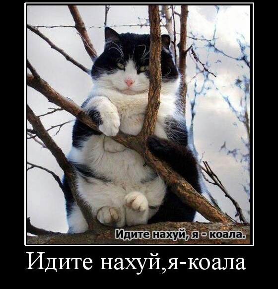 Весна пришла — коты прилетели!