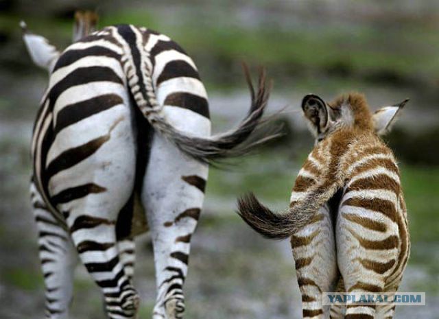 Всем нашим встречам,  увы, разлуки суждены...