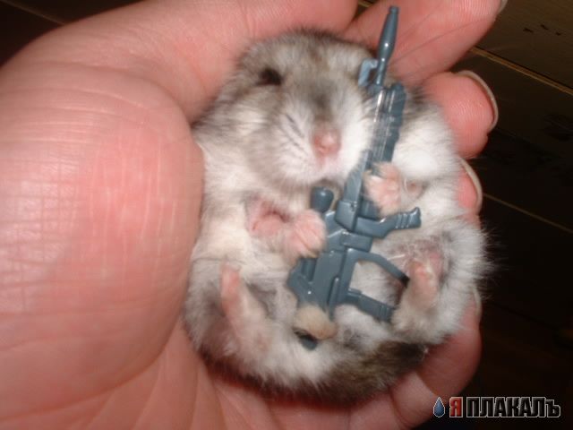 Мышиная групповуха