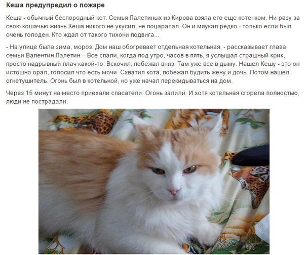 Мохнатые беспредельщики