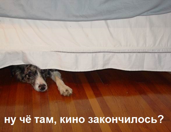 Собакен смотрит ужасы