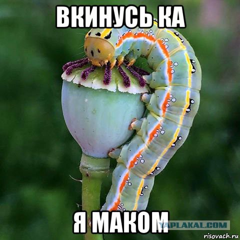 Смешные картинки (30 фото)