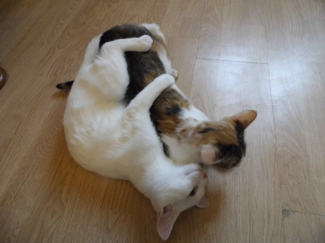 Котовторник 30.08.2016