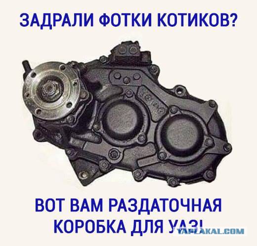 Не про котиков