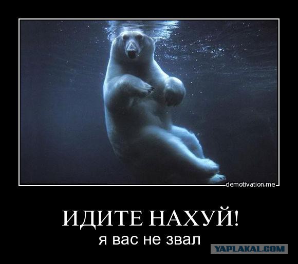 Медведь-скалолаз или жить захочешь – не так раскорячишься (18+)