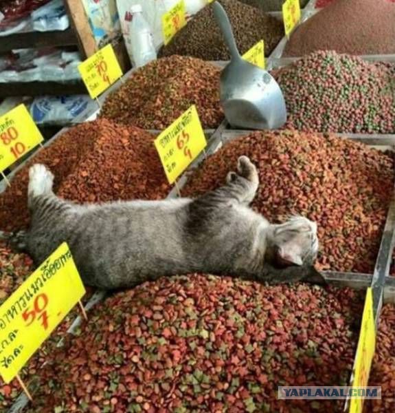 Кот сломался