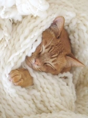 Коты из сети