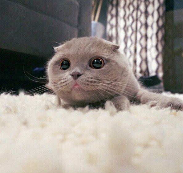 Коты из сети