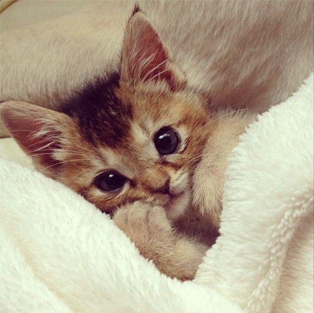 Коты из сети