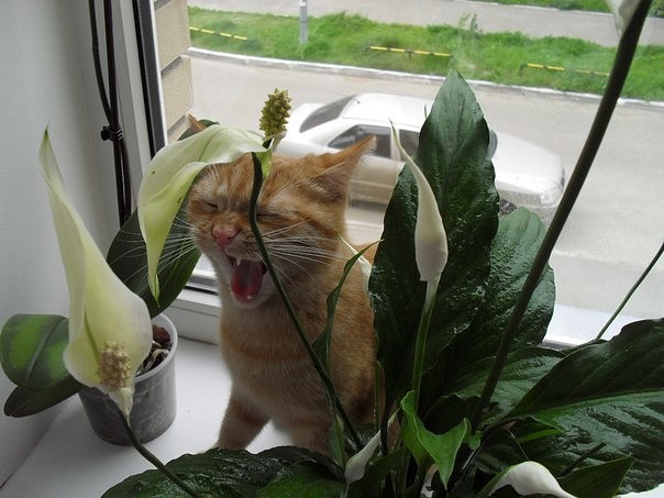 Коты из сети