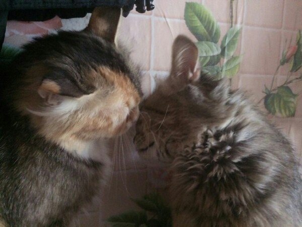 Коты и Кошки