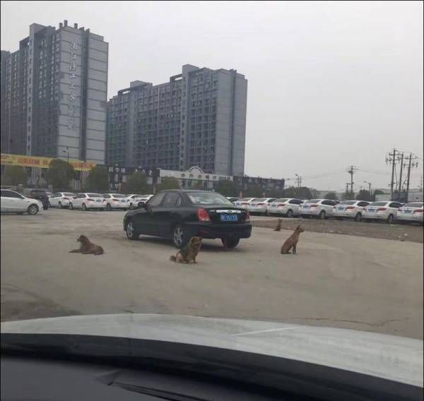 Подборка забавных животных
