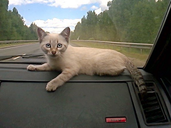 Коты и Кошки