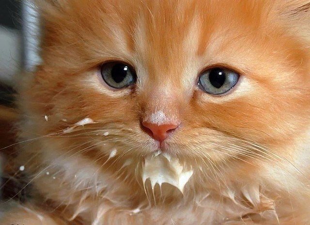 Коты и Кошки