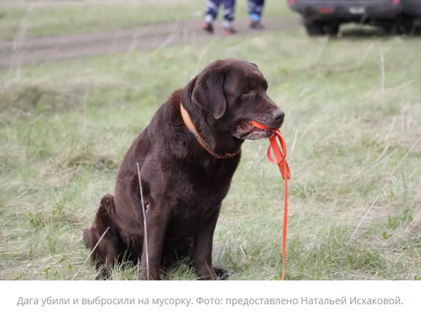 Живодеры убили легендарного пса-спасателя под Челябинском