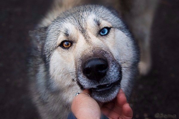 Живность из сети