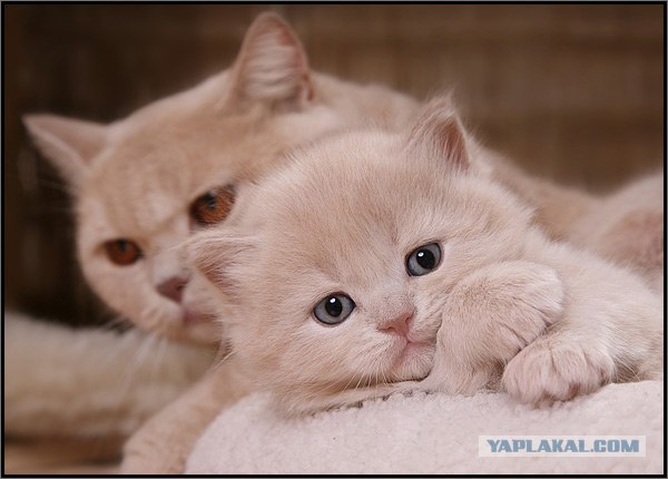 Даёшь Котовторник на ЯПе! (29.07.08)