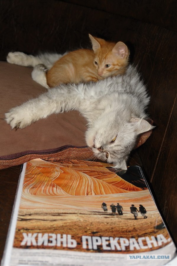 Котовторнику Да (09.12.08)