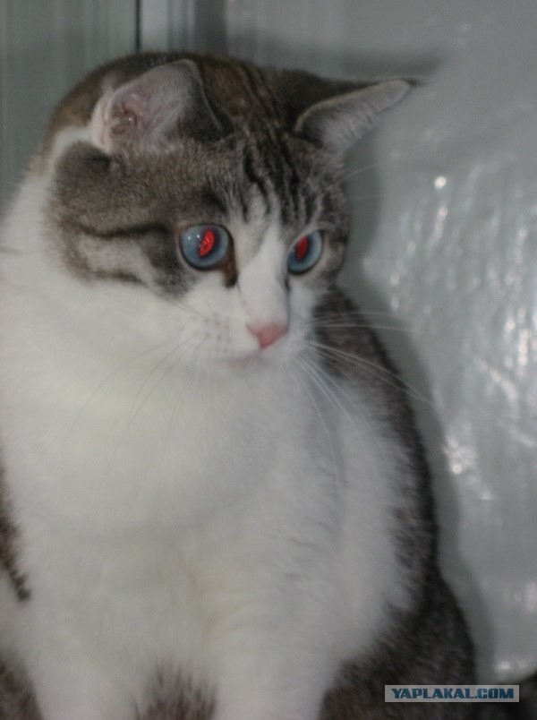 Котовторник на 22 июня