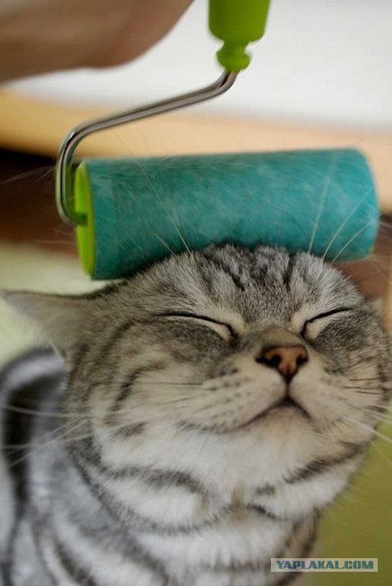 Котовторник стартует
