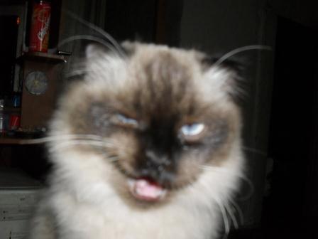 Котовторник! 11.10.11
