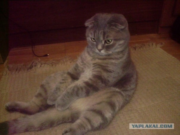 Ну и где ваш котовторник?