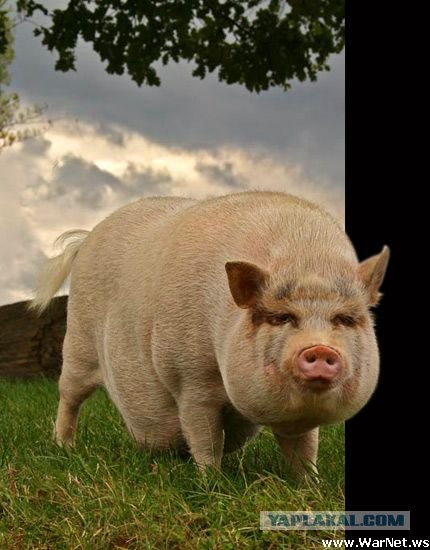 Как видят свиньи. Самая большая свинья в мире. Чистая свинья.