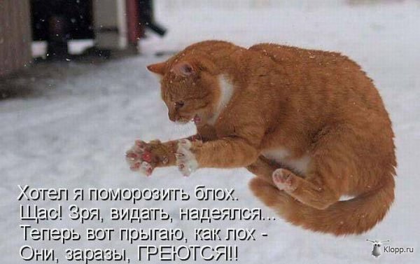 Котовторник (31.01.2012)