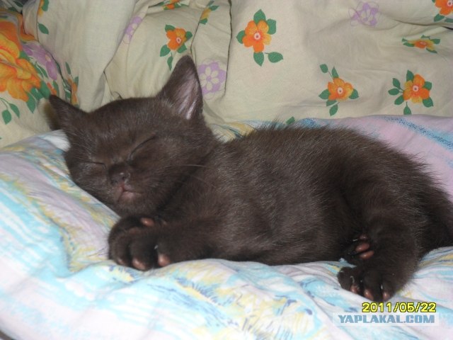 Котовторник (21.02.2012)