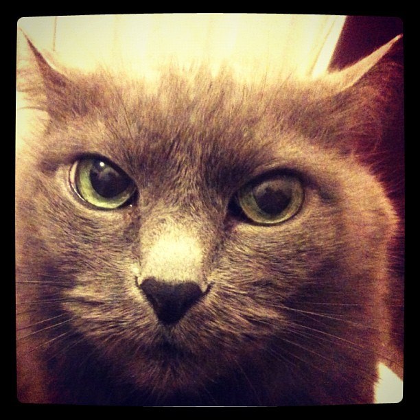 Котовторник 20.03.2012