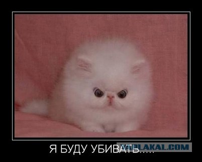 Бедный котэ