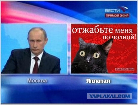 Киса хочет жабы