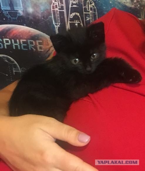 Моя красотка