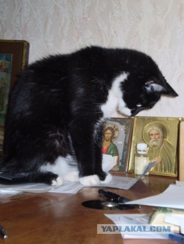 Товарищ Котофеев