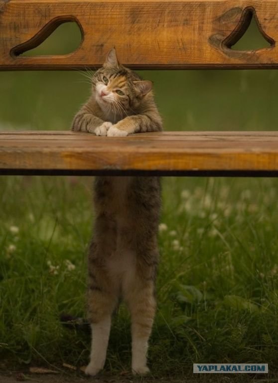 Кот перехватчик