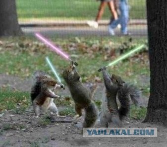 Жестокое убийство белки (+21)