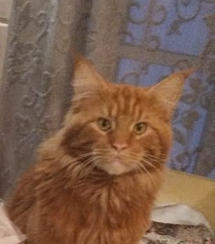 Котовторник 21.12.21