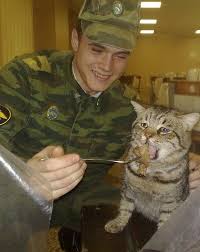 Военные из РФ воруют украинских котов!