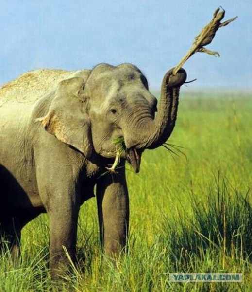 Животные добрые, они помогают друг другу