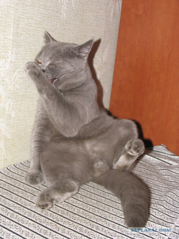 Котовторник 16.04.2013
