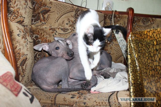 Котовторник 30.04.2013