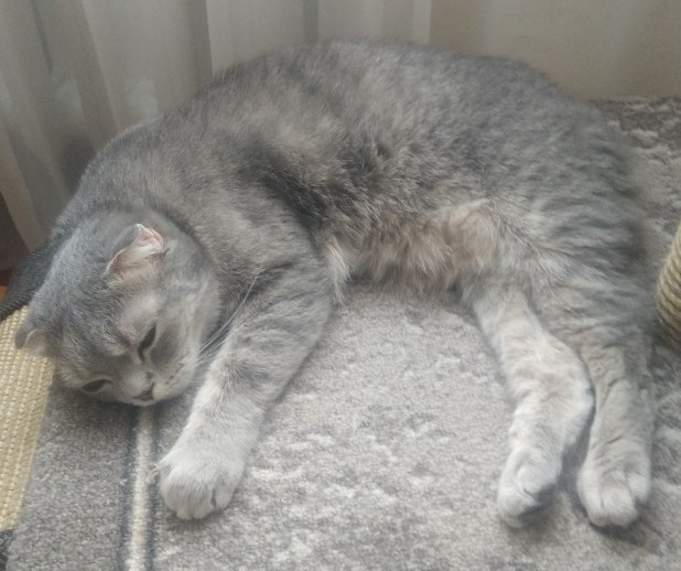 Всех с котовторником