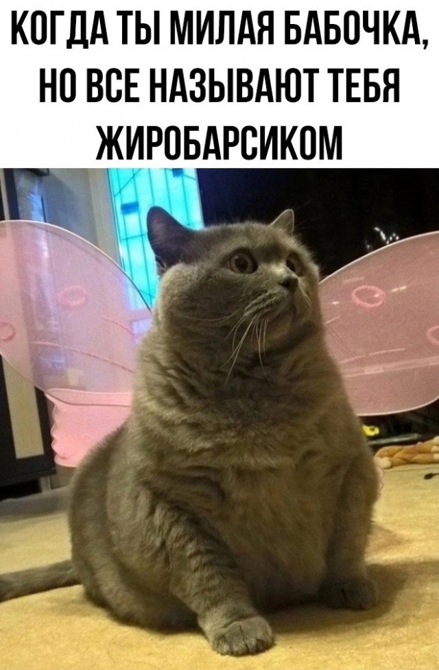 Так себе картинки 13.02.25