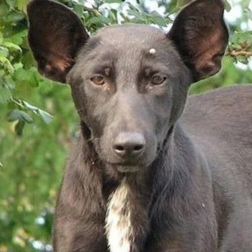 Животные всегда похожи на своих хозяев
