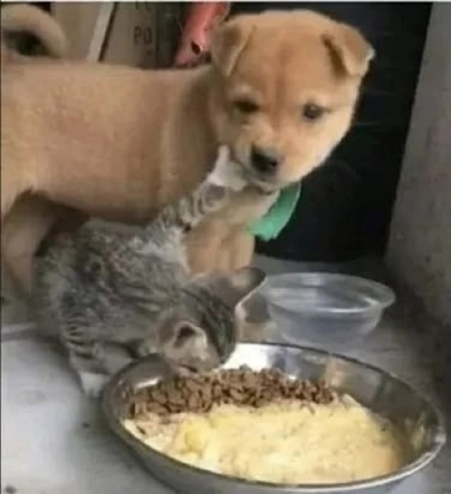 Шерстяные пидо.... братья наши меньшие