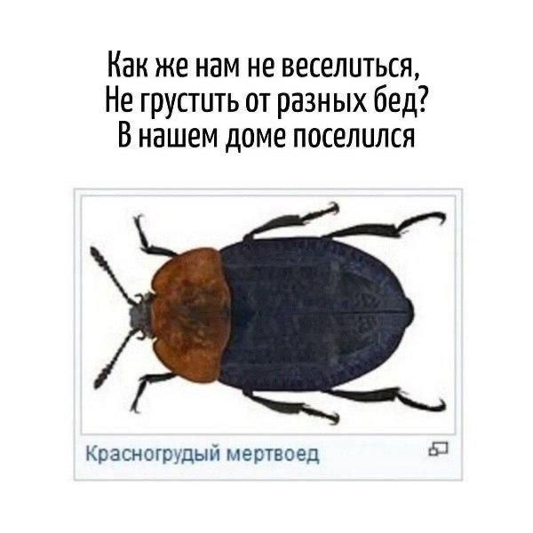 Картинки для деградации 138 (разной степени свежести)